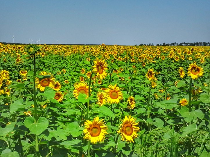 IMG_20170708_053924_879