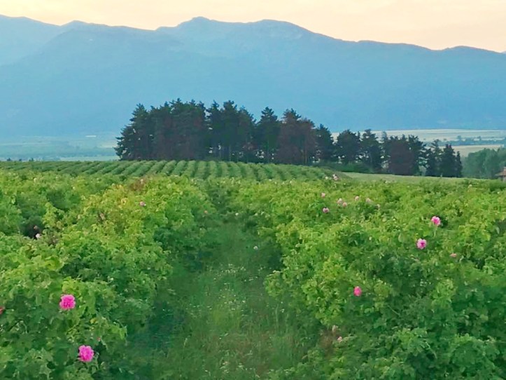 IMG-20180710-WA0008-01