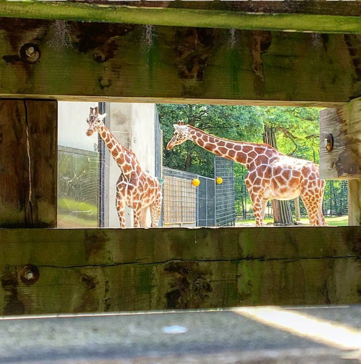 Screenshot_20180720-145224-01